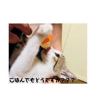 るぅとらぶ。(敬語)（個別スタンプ：4）