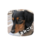 愛犬の挨拶 ⑦（個別スタンプ：3）