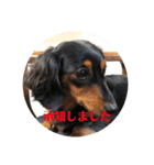 愛犬の挨拶 ⑦（個別スタンプ：5）