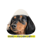 愛犬の挨拶 ⑦（個別スタンプ：7）