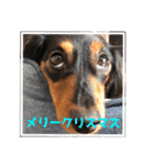 愛犬の挨拶 ⑦（個別スタンプ：8）