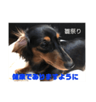 愛犬の挨拶 ⑦（個別スタンプ：14）