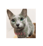 かわいい癒されねこ（個別スタンプ：1）