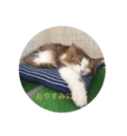 かわいい癒されねこ（個別スタンプ：2）