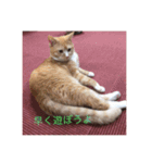 かわいい癒されねこ（個別スタンプ：3）