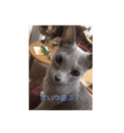 かわいい癒されねこ（個別スタンプ：4）