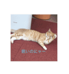 かわいい癒されねこ（個別スタンプ：5）