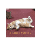 かわいい癒されねこ（個別スタンプ：7）