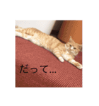 かわいい癒されねこ（個別スタンプ：8）