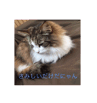 かわいい癒されねこ（個別スタンプ：9）