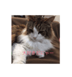 かわいい癒されねこ（個別スタンプ：11）