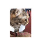 かわいい癒されねこ（個別スタンプ：12）