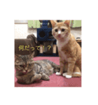 かわいい癒されねこ（個別スタンプ：14）