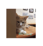 かわいい癒されねこ（個別スタンプ：15）