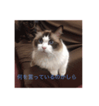 かわいい癒されねこ（個別スタンプ：16）
