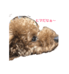 トイプードルのKaiくん（個別スタンプ：2）