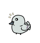 まるハト（個別スタンプ：1）