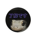 ！あにまるず！（個別スタンプ：1）