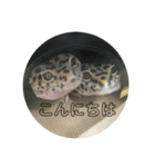 ！あにまるず！（個別スタンプ：7）