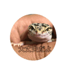 ！あにまるず！（個別スタンプ：12）