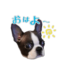 デコさんスタンプ（個別スタンプ：5）
