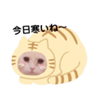 愛猫♡日常スタンプ（個別スタンプ：1）