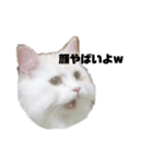 愛猫♡日常スタンプ（個別スタンプ：2）