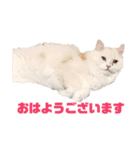愛猫♡日常スタンプ（個別スタンプ：6）