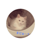愛猫♡日常スタンプ（個別スタンプ：8）