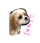 ふわりの気持ち（個別スタンプ：8）