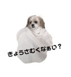 ふわりの気持ち（個別スタンプ：12）
