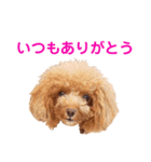 トイプードルのロージー・シェリ・ジェム（個別スタンプ：4）