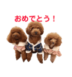 トイプードルのロージー・シェリ・ジェム（個別スタンプ：5）