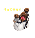 トイプードルのロージー・シェリ・ジェム（個別スタンプ：6）