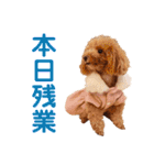 トイプードルのロージー・シェリ・ジェム（個別スタンプ：9）