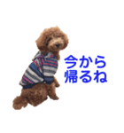 トイプードルのロージー・シェリ・ジェム（個別スタンプ：12）