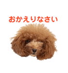 トイプードルのロージー・シェリ・ジェム（個別スタンプ：14）