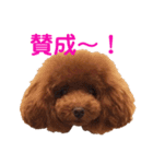 トイプードルのロージー・シェリ・ジェム（個別スタンプ：19）