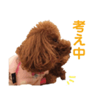 トイプードルのロージー・シェリ・ジェム（個別スタンプ：23）
