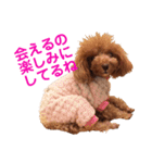 トイプードルのロージー・シェリ・ジェム（個別スタンプ：25）