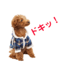 トイプードルのロージー・シェリ・ジェム（個別スタンプ：30）