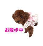 トイプードルのロージー・シェリ・ジェム（個別スタンプ：35）