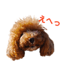 トイプードルのロージー・シェリ・ジェム（個別スタンプ：37）