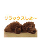 トイプードルのロージー・シェリ・ジェム（個別スタンプ：39）