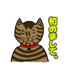 いつもの猫。（個別スタンプ：28）