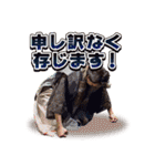 安土桃山ヱレファント（個別スタンプ：20）