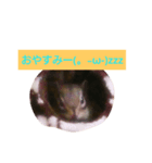 シマリスの祭ちゃん（個別スタンプ：3）