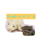 シマリスの祭ちゃん（個別スタンプ：8）