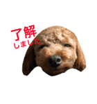面白トイプードル・モモ3（個別スタンプ：1）