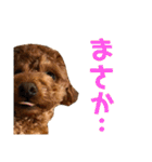 面白トイプードル・モモ3（個別スタンプ：2）